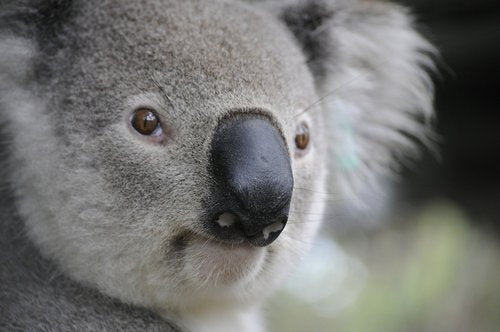 Koala bear face