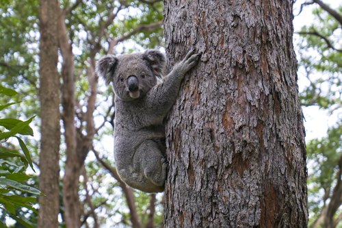 Koala Climbing Tree